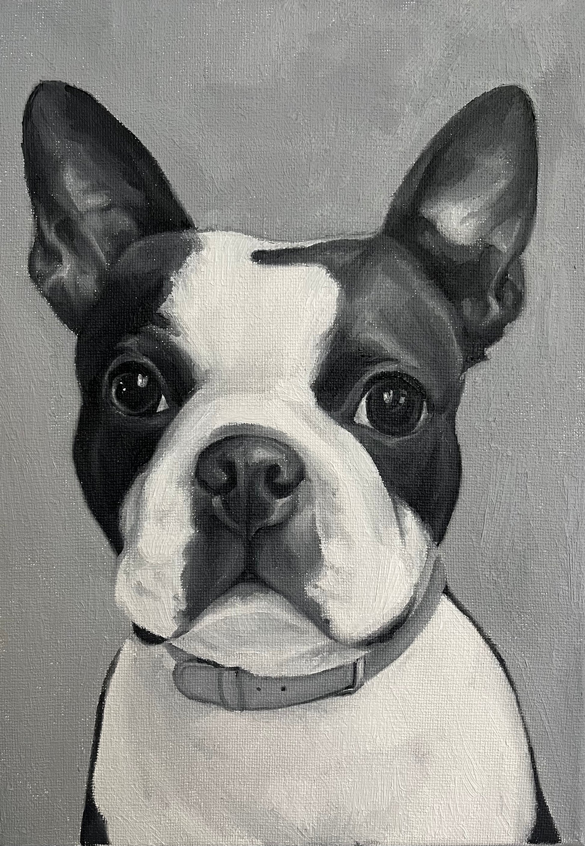 French Bulldog commission