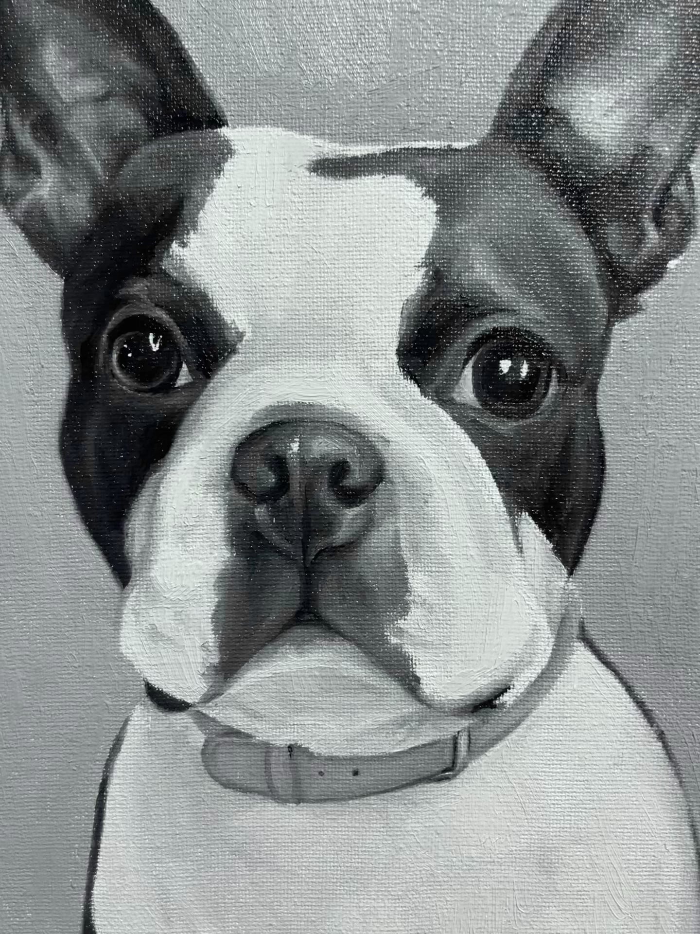 French Bulldog commission